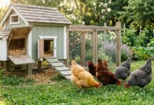 Backyard hens foraging in front of a wooden chicken coop