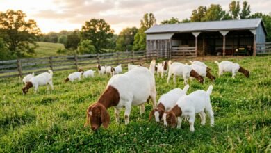 Boer goats with white bodies and red-brown heads grazing in a green pasture