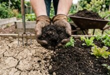 Gloved hands holding crumbly compost over a garden bed with cracked clay soil