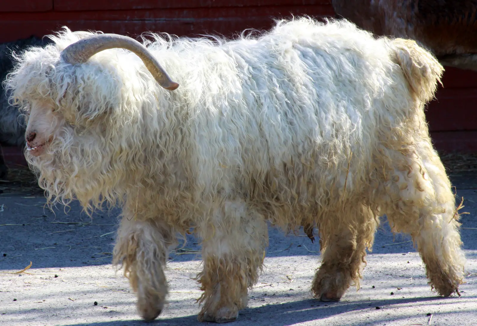 White Angora goat with long curly mohair fleece and curved horns