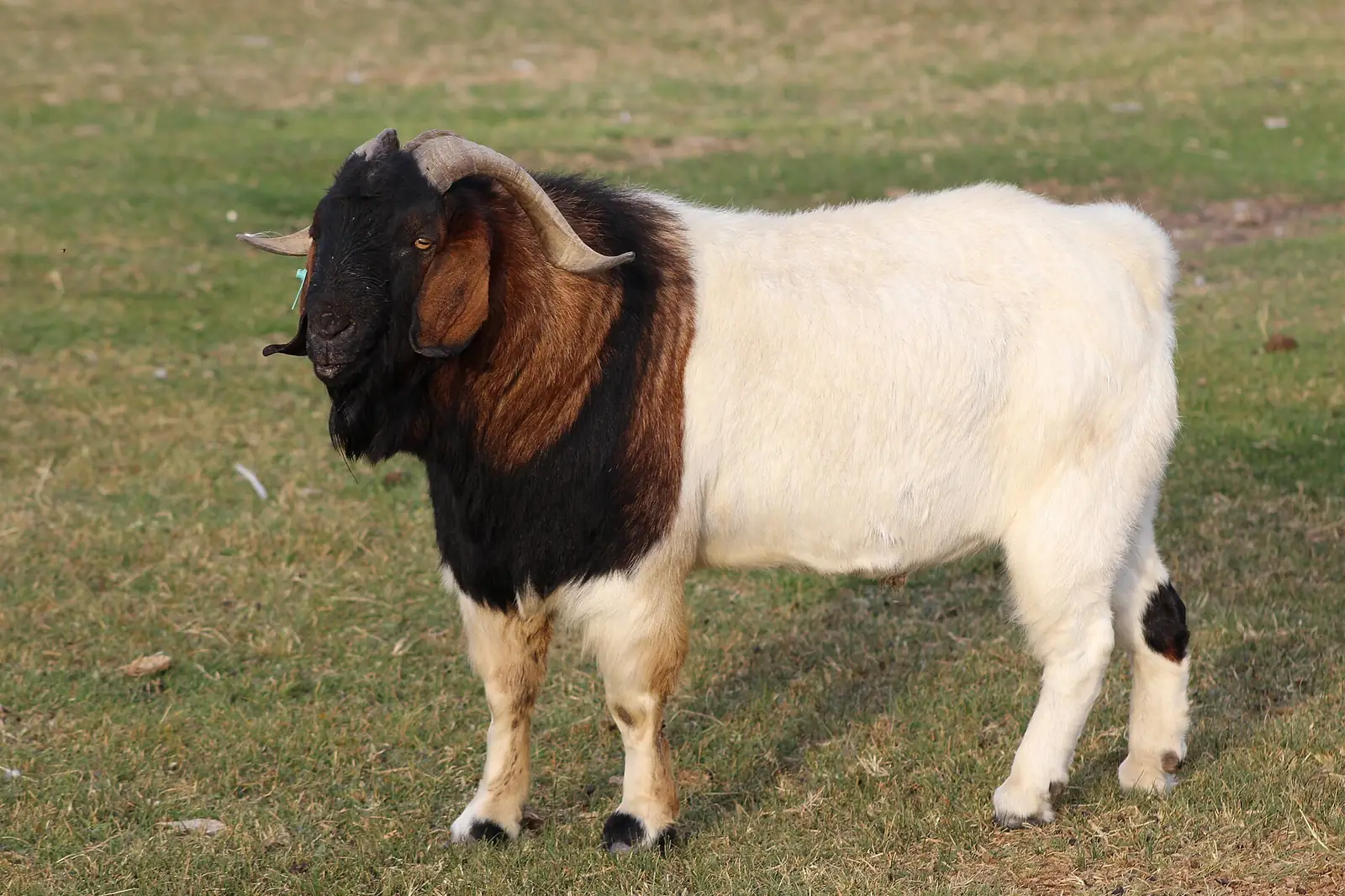 Boer goat buck with a red-brown head and white body standing on pasture