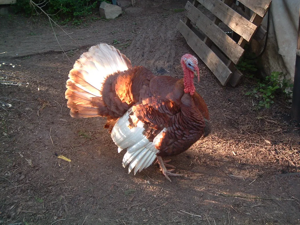 Bourbon Red turkey tom strutting in a backyard farm pen