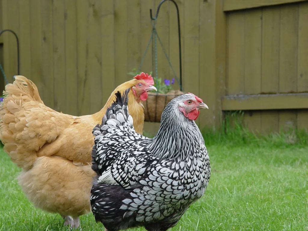 Buff Orpington hen and Silver Laced Wyandotte hen standing together on a lawn