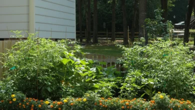 Vegetable garden bed edged with orange marigolds