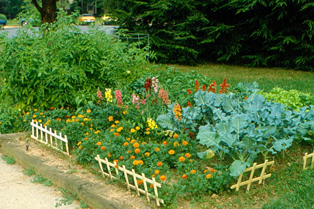 Raised vegetable bed with cabbages, marigolds and snapdragons