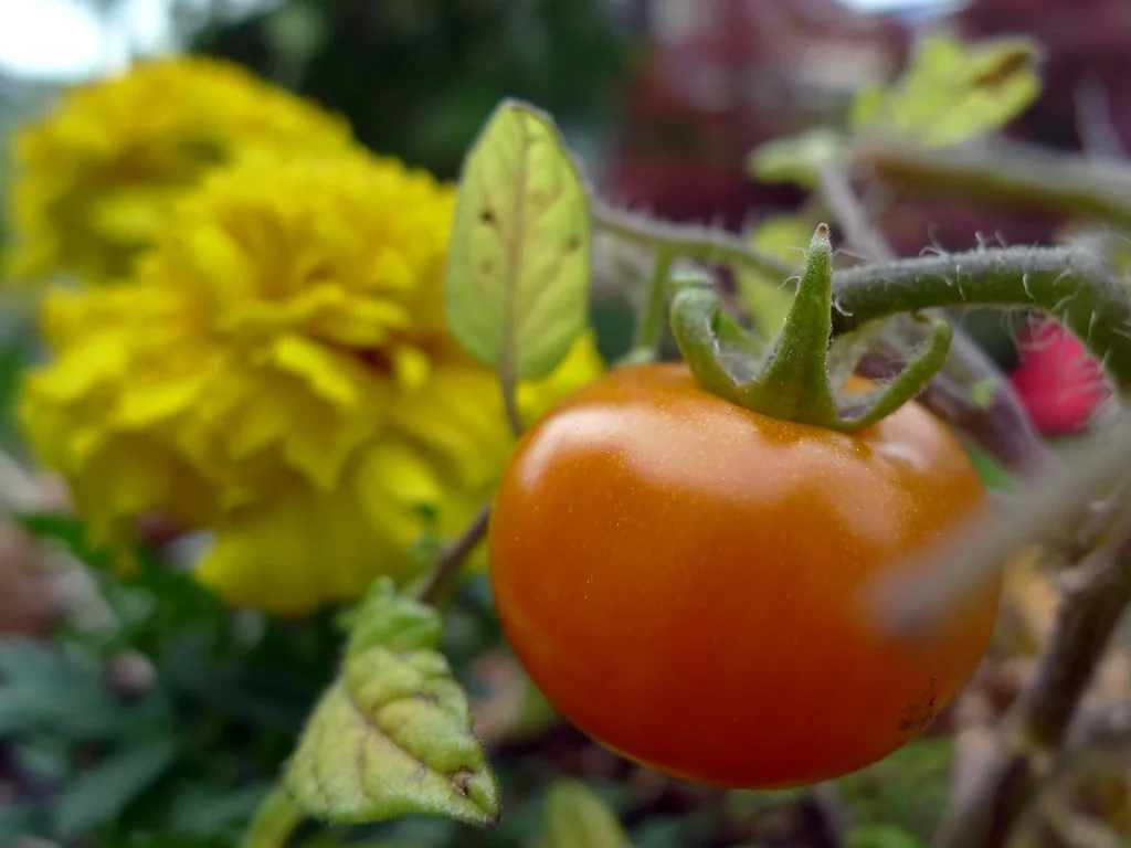 Ripe tomato growing next to yellow marigold flowers