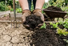 Gloved hands holding crumbly compost over a garden bed with cracked clay soil