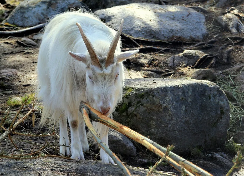 White goat browsing on branches and twigs among rocks
