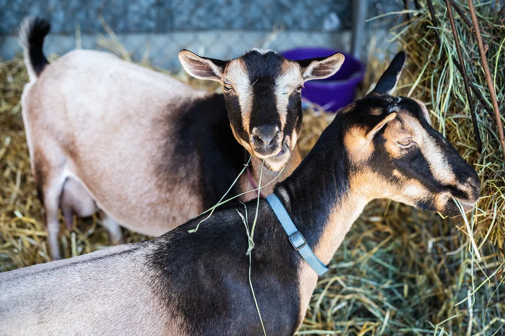 Two goats eating grass hay in a straw-bedded barn