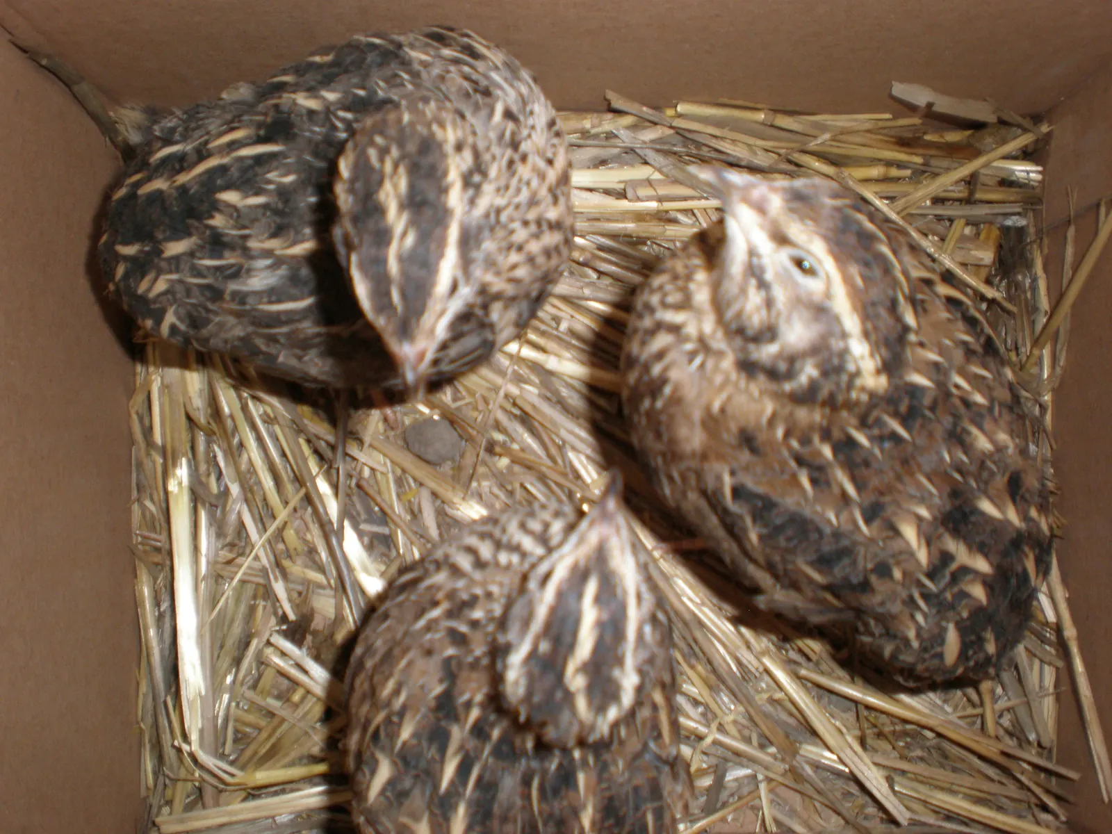 Three brown speckled Japanese quail sitting on straw bedding