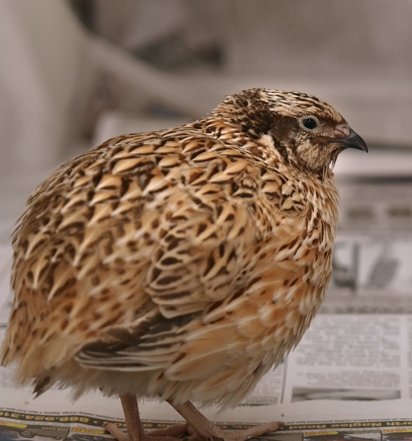 Male Japanese Coturnix quail with rusty brown breast feathers
