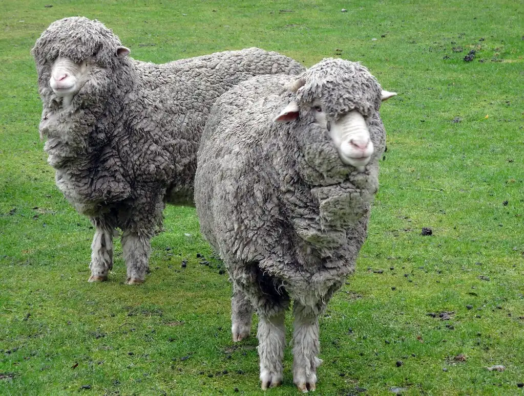 Two unshorn Merino sheep with thick fine wool fleeces standing on grass