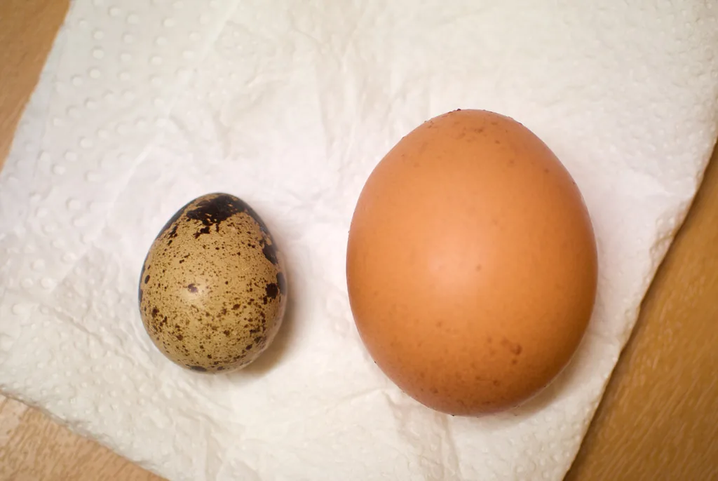 Small speckled quail egg next to a larger brown chicken egg