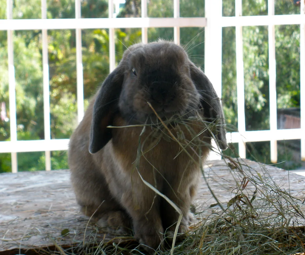 Lop-eared rabbit with a mouthful of grass hay