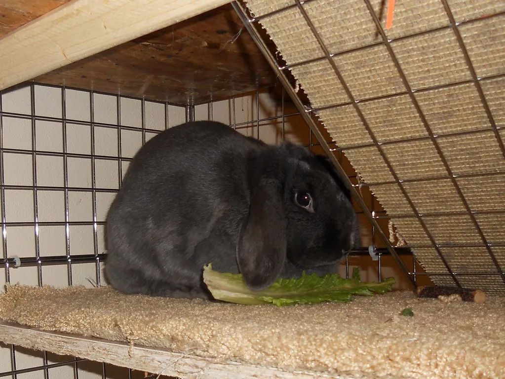 Grey lop rabbit eating a romaine lettuce leaf in its enclosure