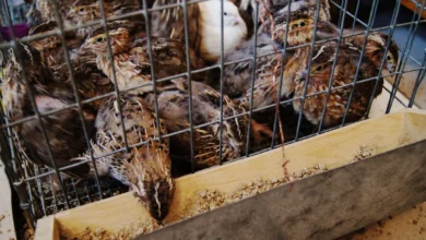 Japanese Coturnix quail in a wire cage eating crumble feed from a trough feeder