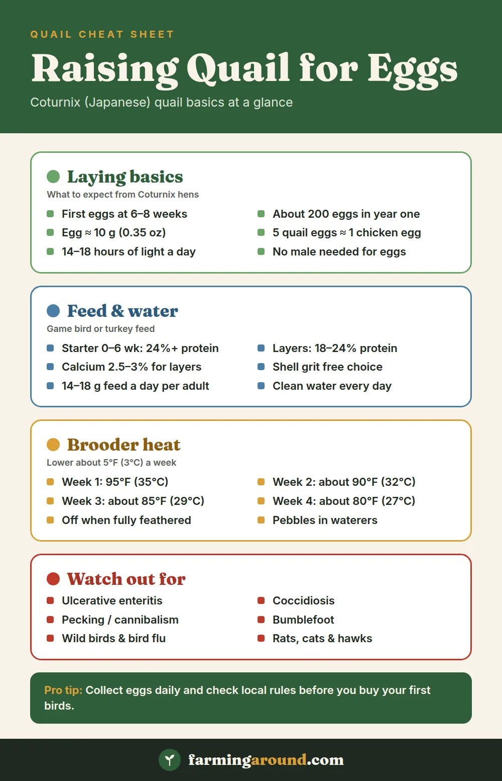 Raising quail for eggs cheat sheet: laying basics, feed and water, brooder temperatures and health risks