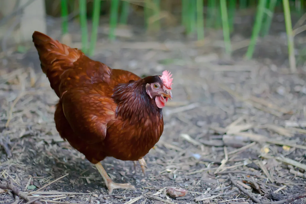 Rhode Island Red hen with deep red-brown feathers walking on a farm path