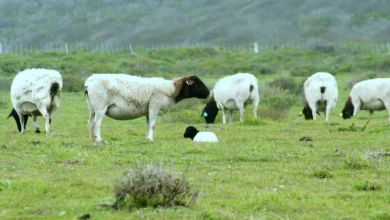 Flock of black-headed white hair sheep grazing on green coastal pasture