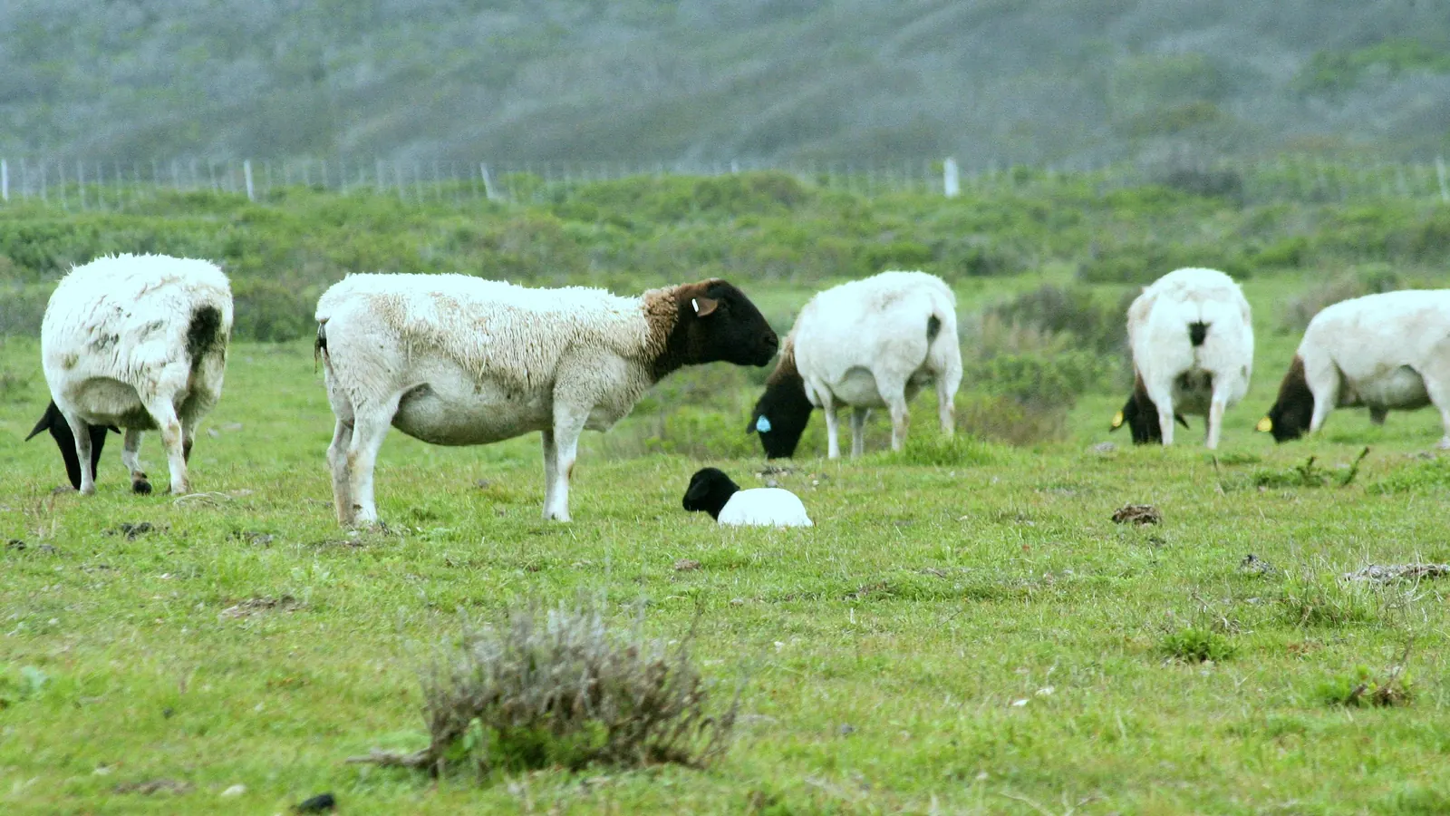 Flock of black-headed white hair sheep grazing on green coastal pasture