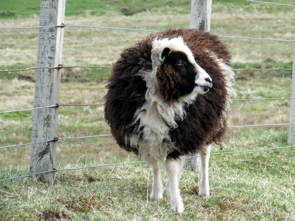 Small brown and white Shetland sheep with a thick fleece by a wire fence