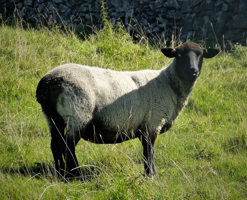 Suffolk sheep with a black face and legs standing in long grass