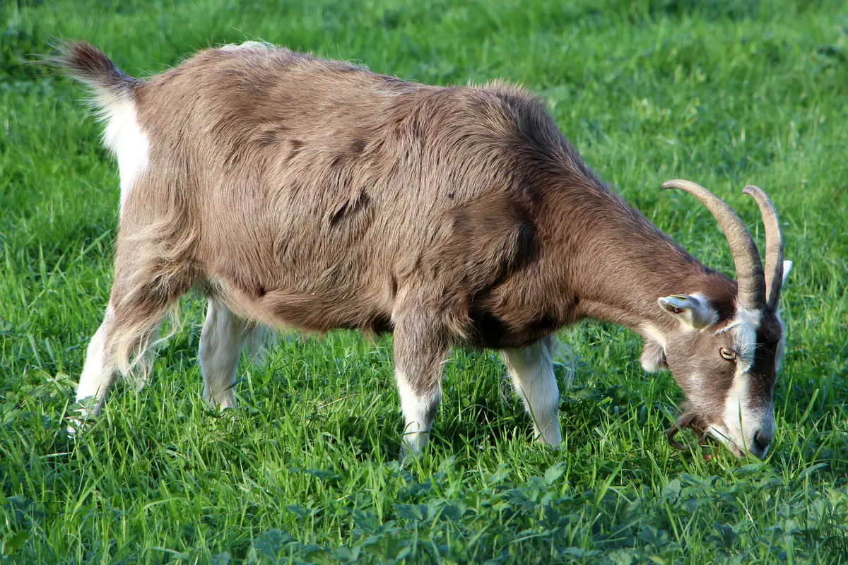 Brown Toggenburg goat with white face stripes grazing on green grass