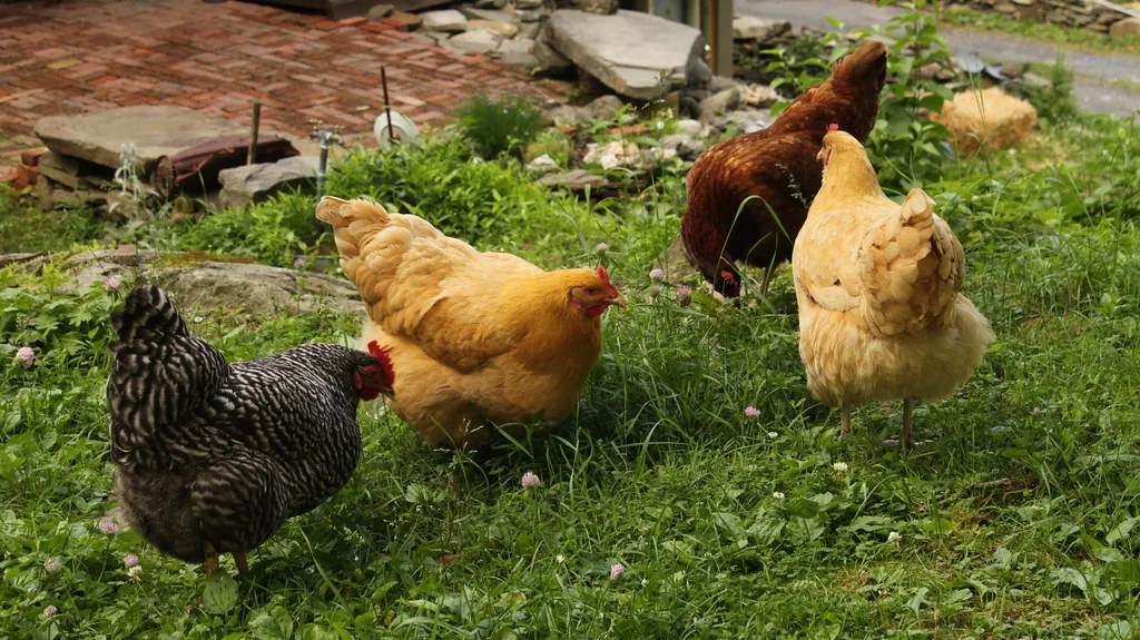 Mixed backyard flock of Barred Rock, Buff Orpington and Rhode Island Red hens on grass