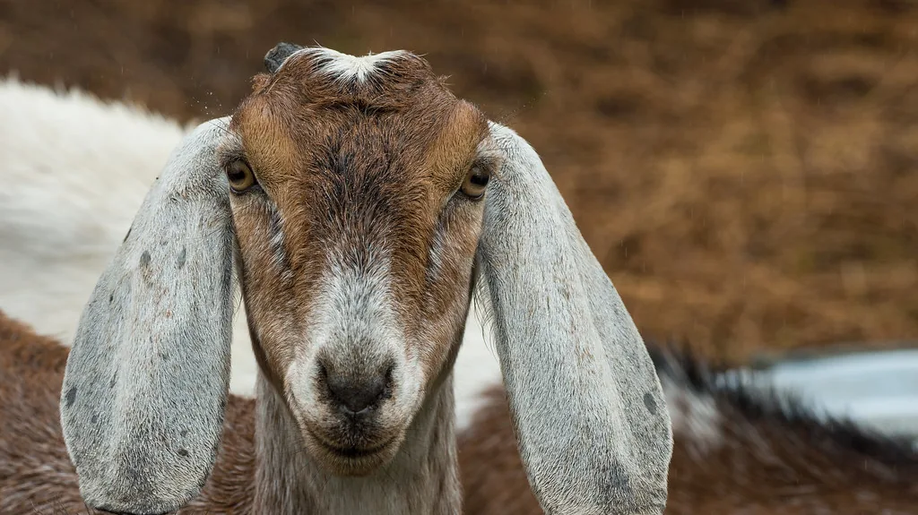 Nubian goat with long drooping ears and a Roman nose looking at the camera