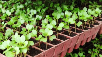 Vegetable seedlings growing in module trays
