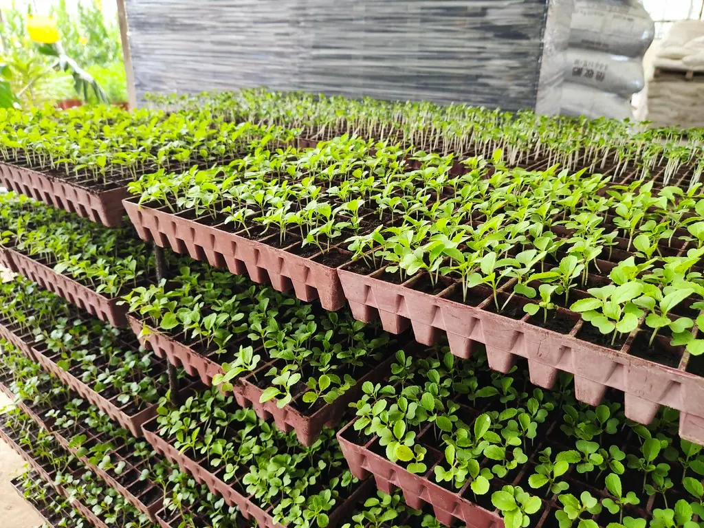Rows of vegetable seedling trays ready for transplanting
