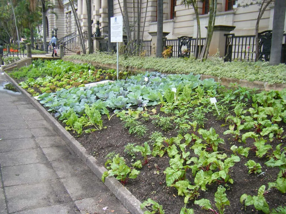 Vegetable garden beds with rows of young greens and cabbages
