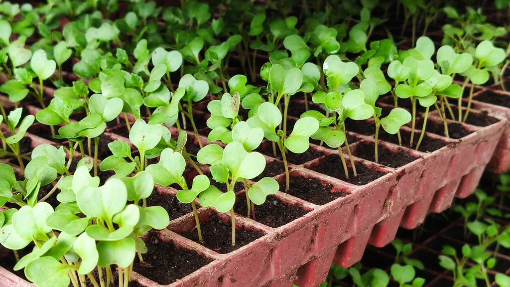 Vegetable seedlings growing in module trays