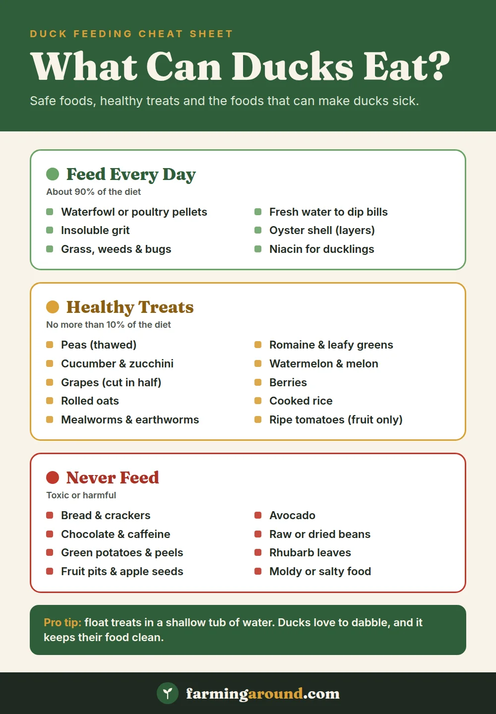 What can ducks eat chart: daily feed, healthy treats and foods ducks should never eat