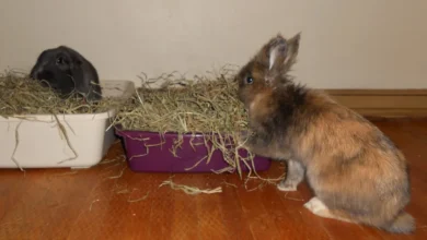 Two pet rabbits eating grass hay from hay-filled trays indoors
