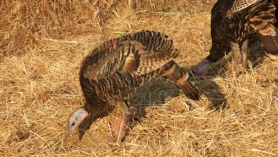 Turkeys pecking for food among dry straw