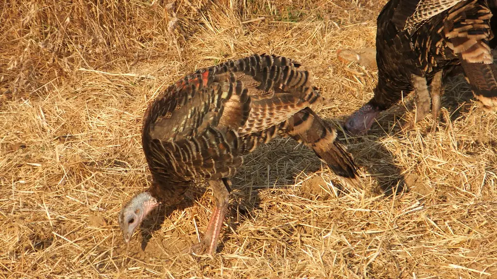 Turkeys pecking for food among dry straw