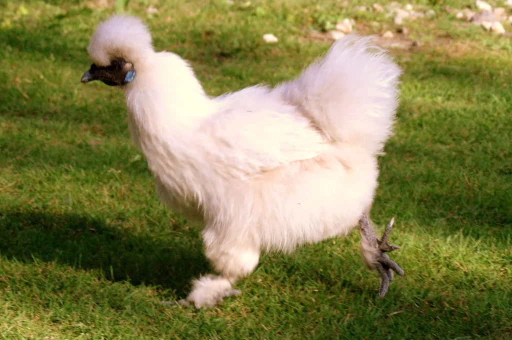 Fluffy white Silkie chicken walking on grass