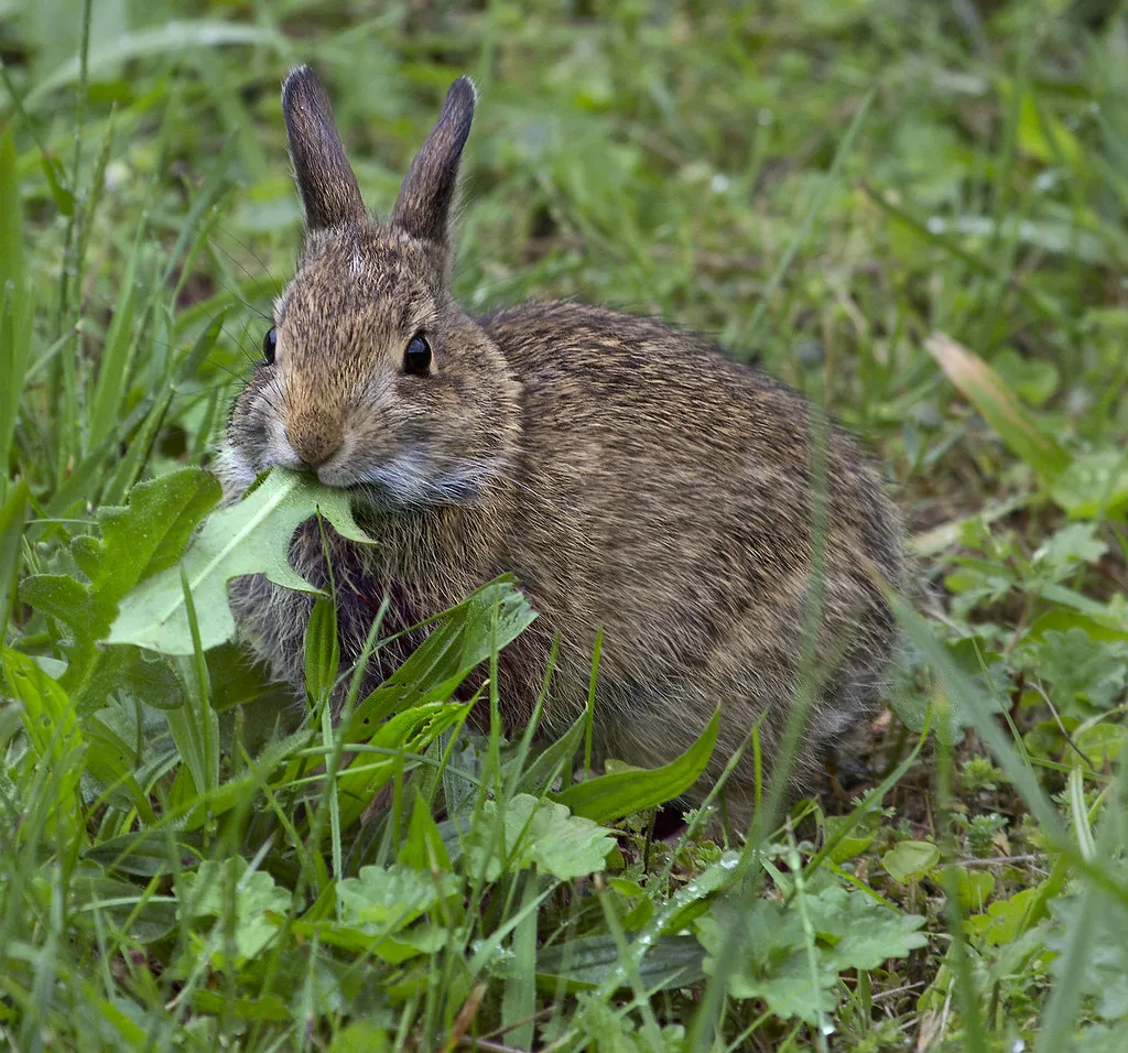 Wild cottontail rabbit eating a dandelion leaf in long grass