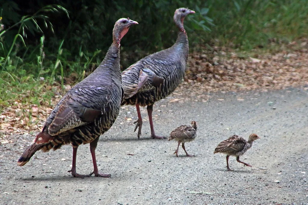 Two wild turkey hens walking with young poults along a trail