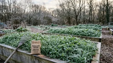 Garden beds covered with green winter cover crops of rye and clover