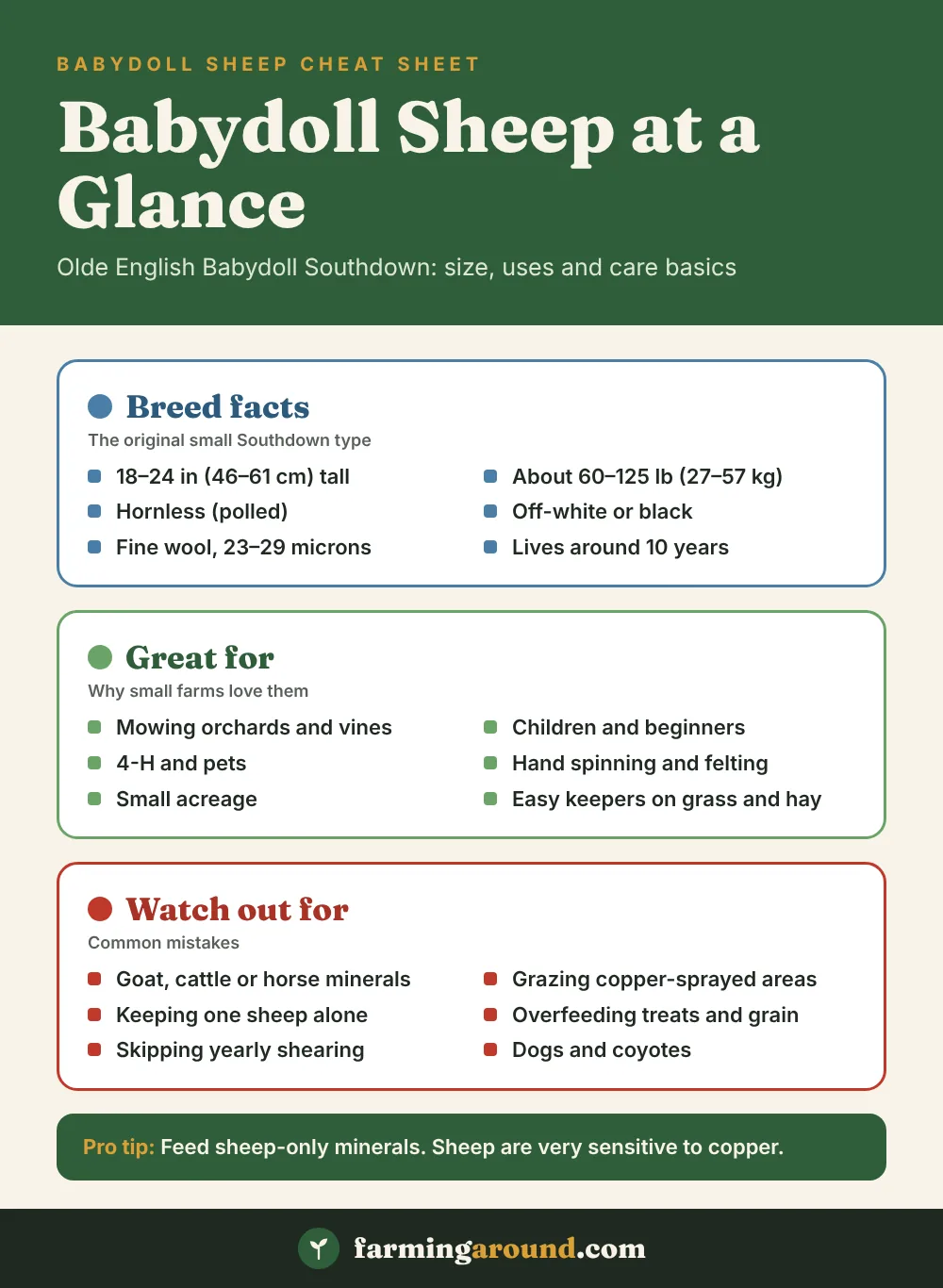 Babydoll sheep cheat sheet: breed facts, what they are great for and common mistakes to avoid
