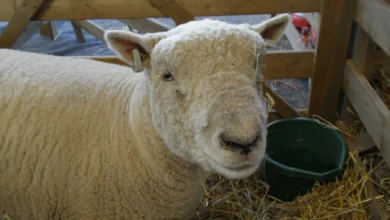 Close-up of a woolly Southdown sheep with a broad, teddy-bear face in a straw pen