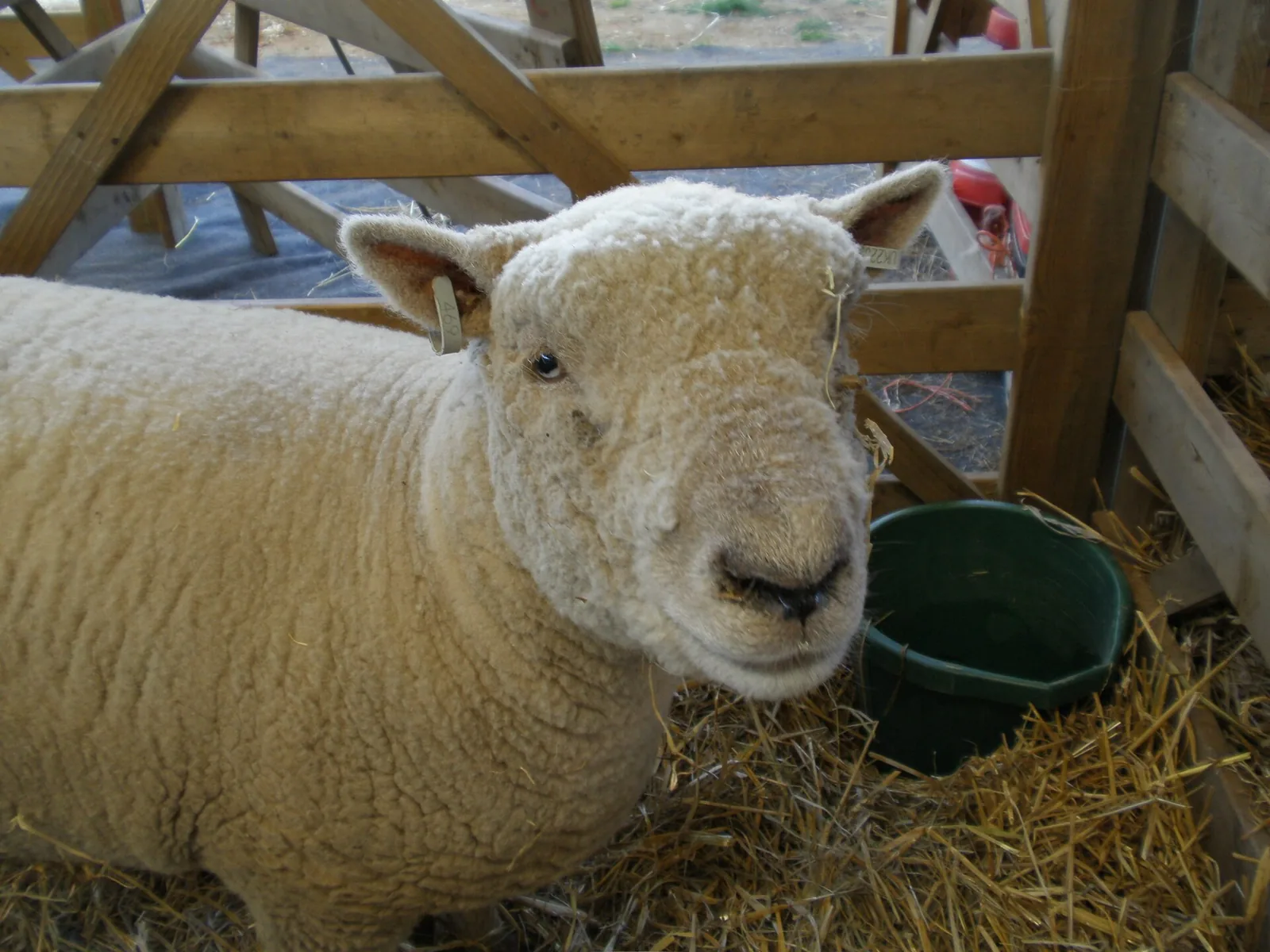 Close-up of a woolly Southdown sheep with a broad, teddy-bear face in a straw pen