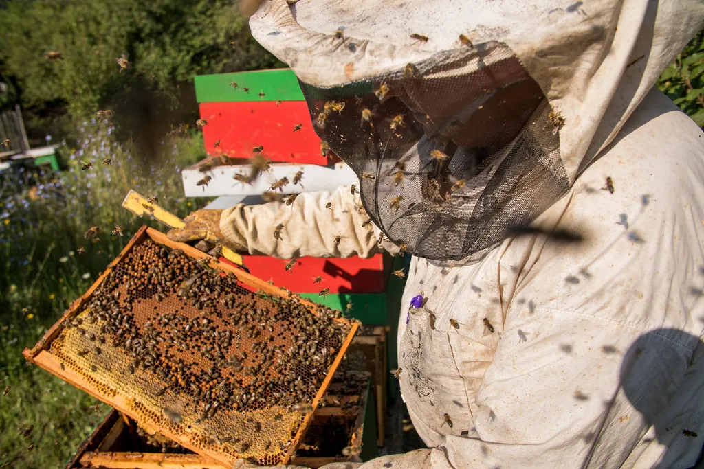 Beekeeper in a veil and jacket holding up a brood frame covered in bees beside the hive