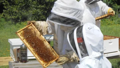 Two beekeepers in protective suits and veils inspecting a frame from a Langstroth hive