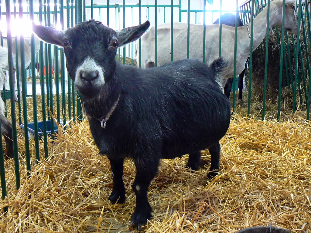 Black pygmy goat with white muzzle standing on straw bedding