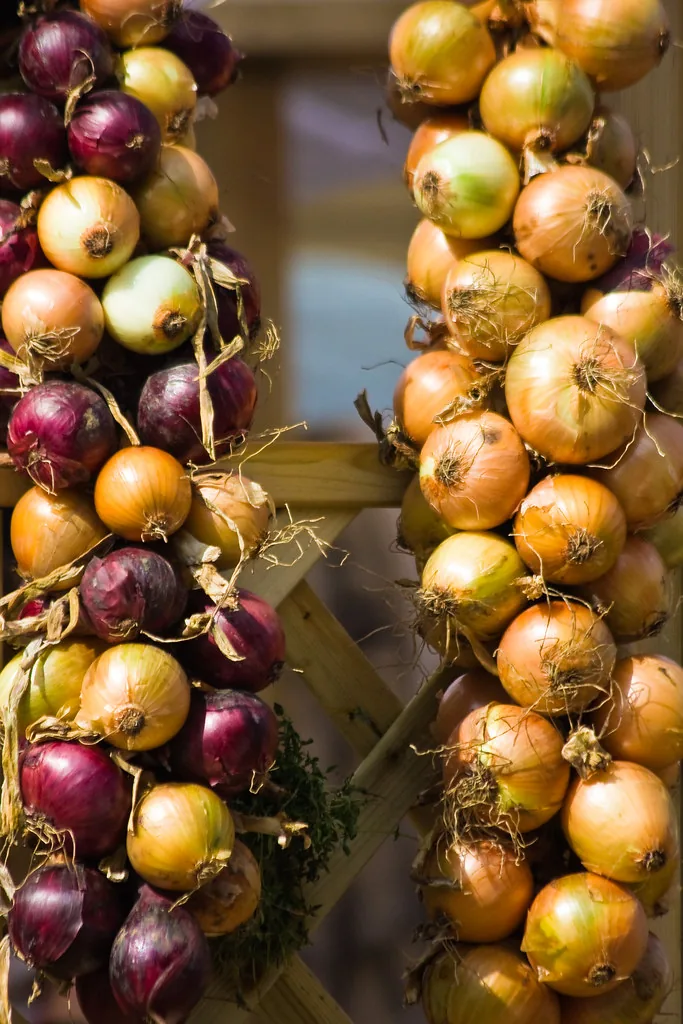 Braids of red and yellow onions hanging for storage