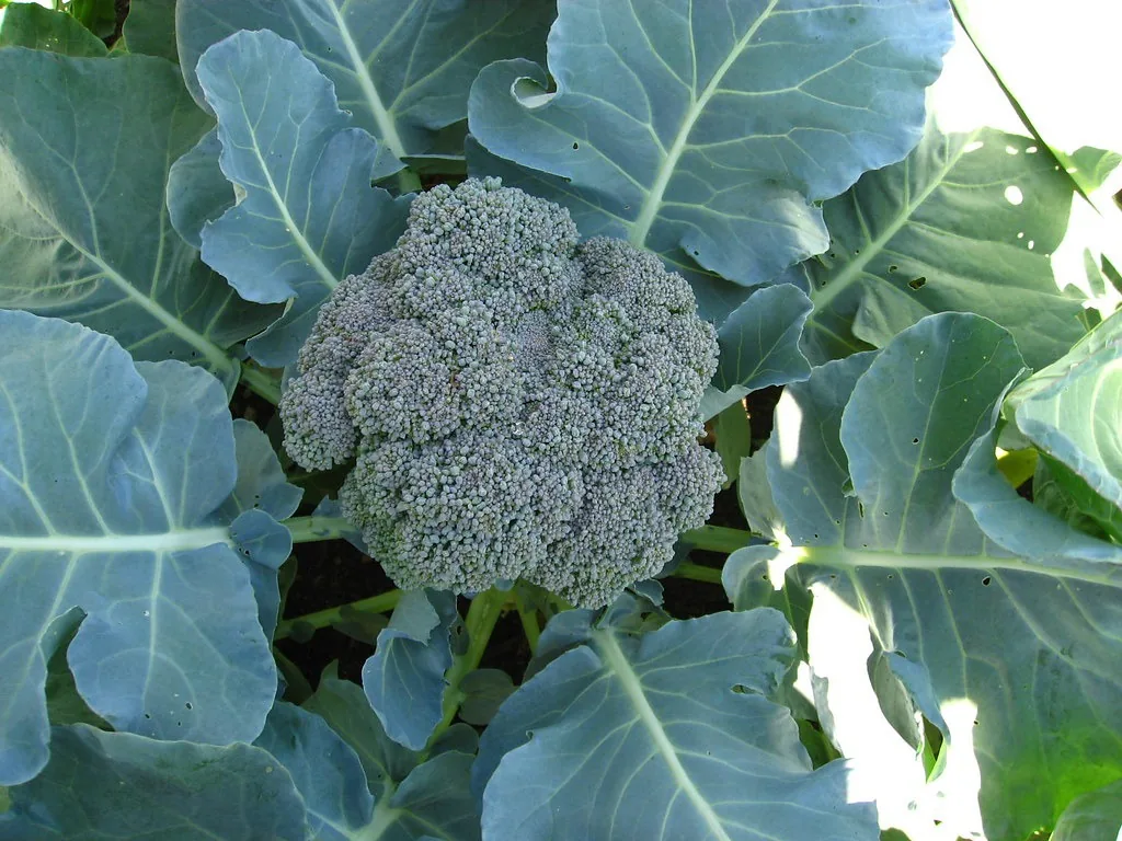 Tight green broccoli head surrounded by blue-green leaves