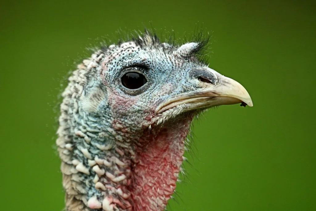 Close-up of a domestic Bronze turkey hen's head